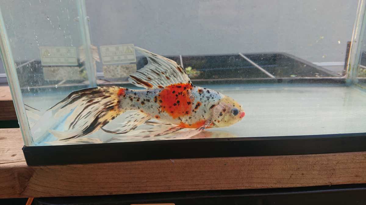 売り切り金魚 大型朱文金 25センチ～