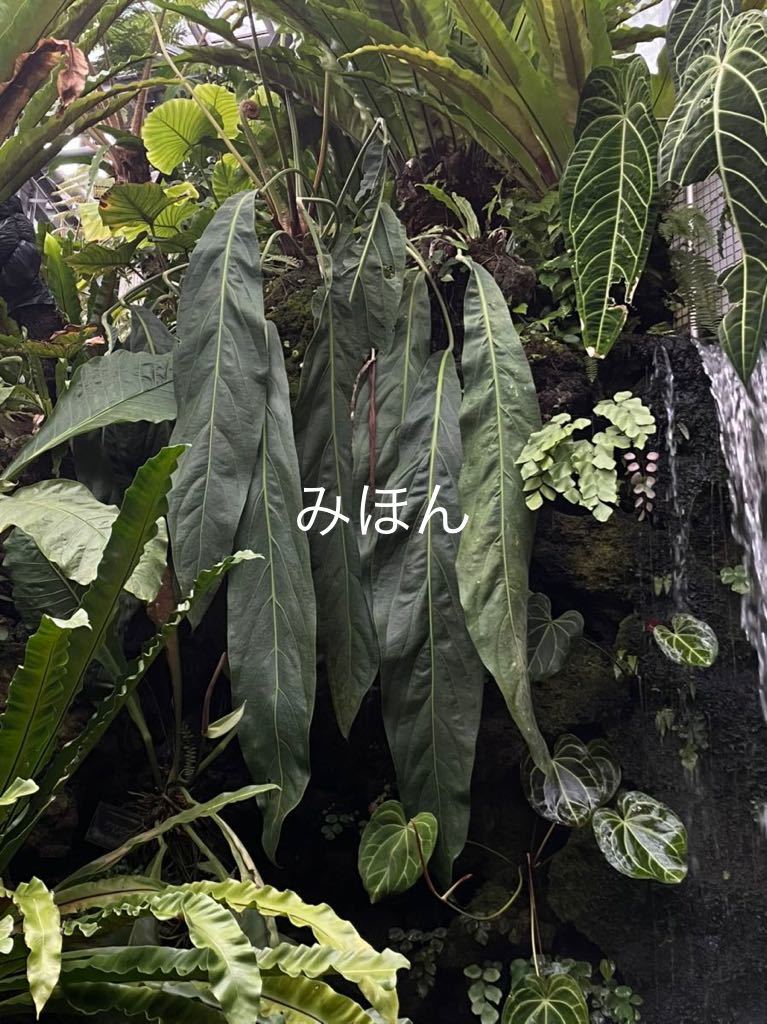 アンスリウムペンデュリフォリウムAnthurium pendulifolium Pof］Anthurium pendulifolium アンスリウム・ペンデュリフォリウム