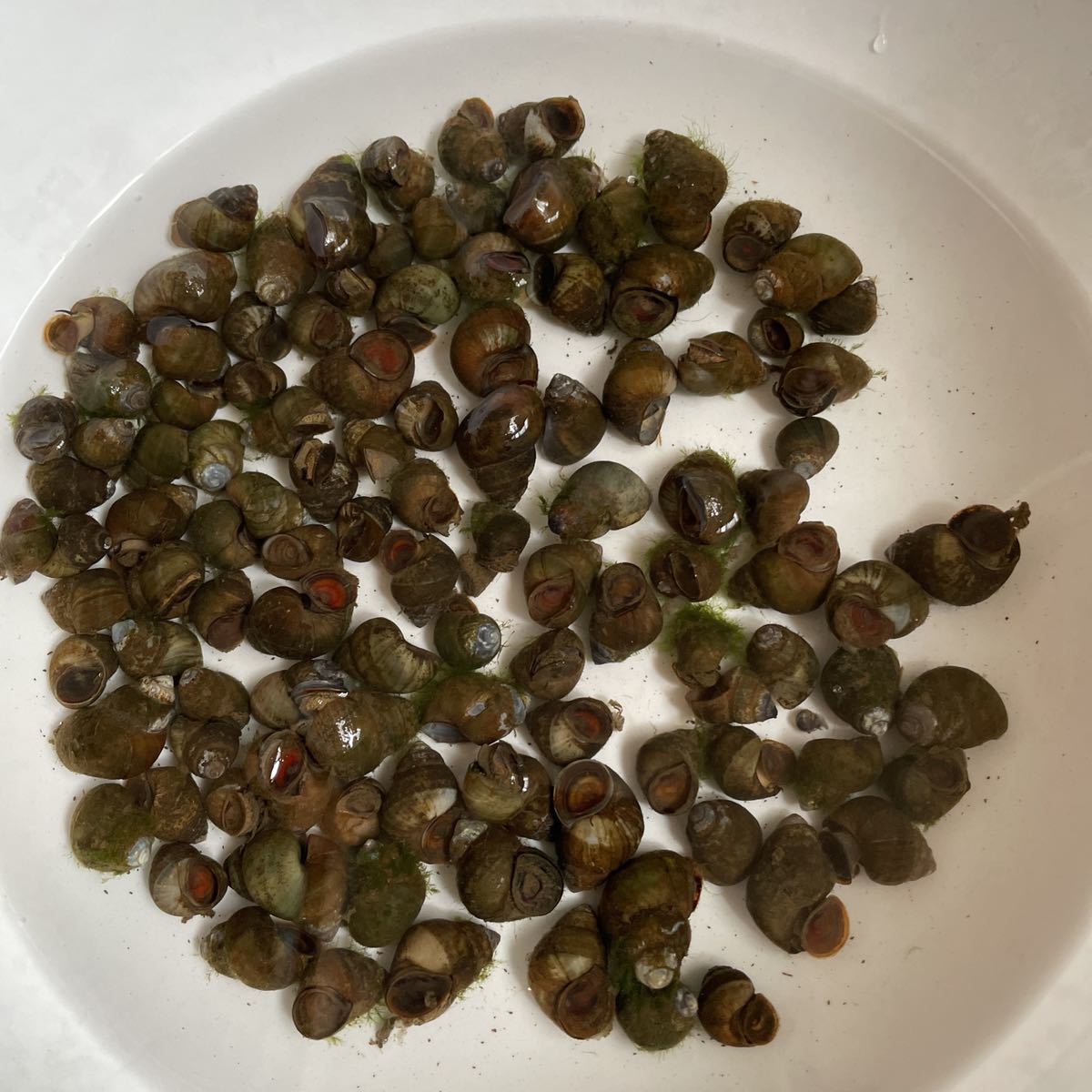 藻つきヒメタニシ 25匹 550円 A サイズいろいろ タニシ メダカ 水槽内コケ取り 水質浄化 石巻貝 貝 送料無料 金魚 最高の品質の A