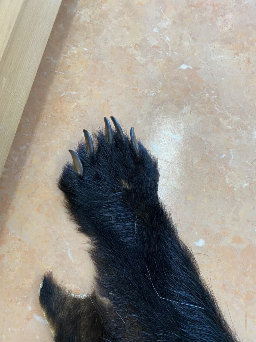 敷物 熊 ラグ 剥製 ラグマット 北海道 熊の毛皮（ヒグマ すべて爪あり