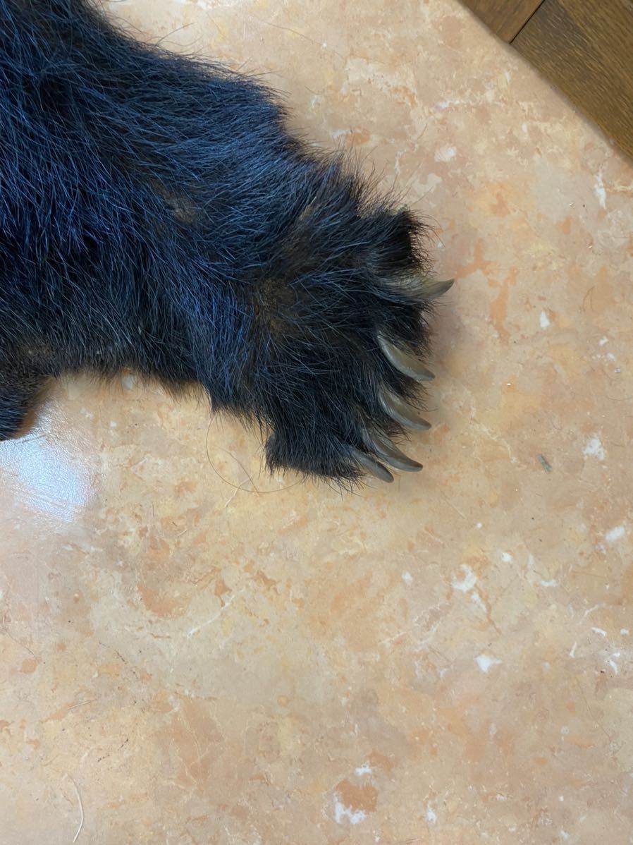 敷物 熊 ラグ 剥製 ラグマット 北海道 熊の毛皮（ヒグマ すべて爪あり