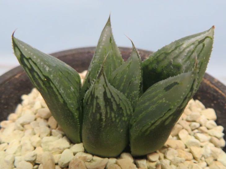 23 ナイルの一滴 ハオルチア サボテン 多肉植物