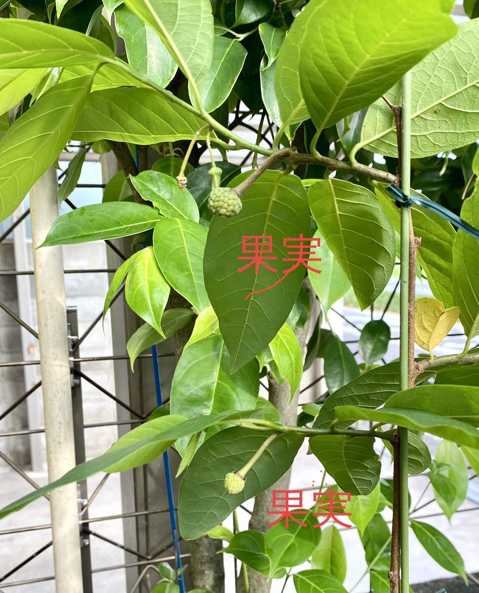 釈迦頭　苗　苗木　蕾付き　熱帯果樹　観葉植物 釈迦頭 苗 苗木 蕾付き 熱帯果樹 観葉植物 (土日発送