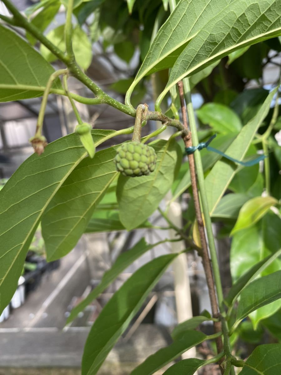 釈迦頭 苗 苗木 蕾付き 熱帯果樹 観葉植物 (土日発送