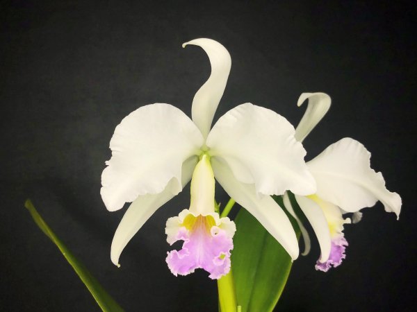 ☆洋蘭☆原種☆カトレア☆C. labiata f.carnea x self☆ラビアタ