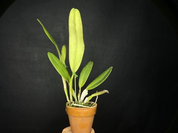☆洋蘭☆原種☆カトレア☆C. labiata f.carnea x self☆ラビアタ