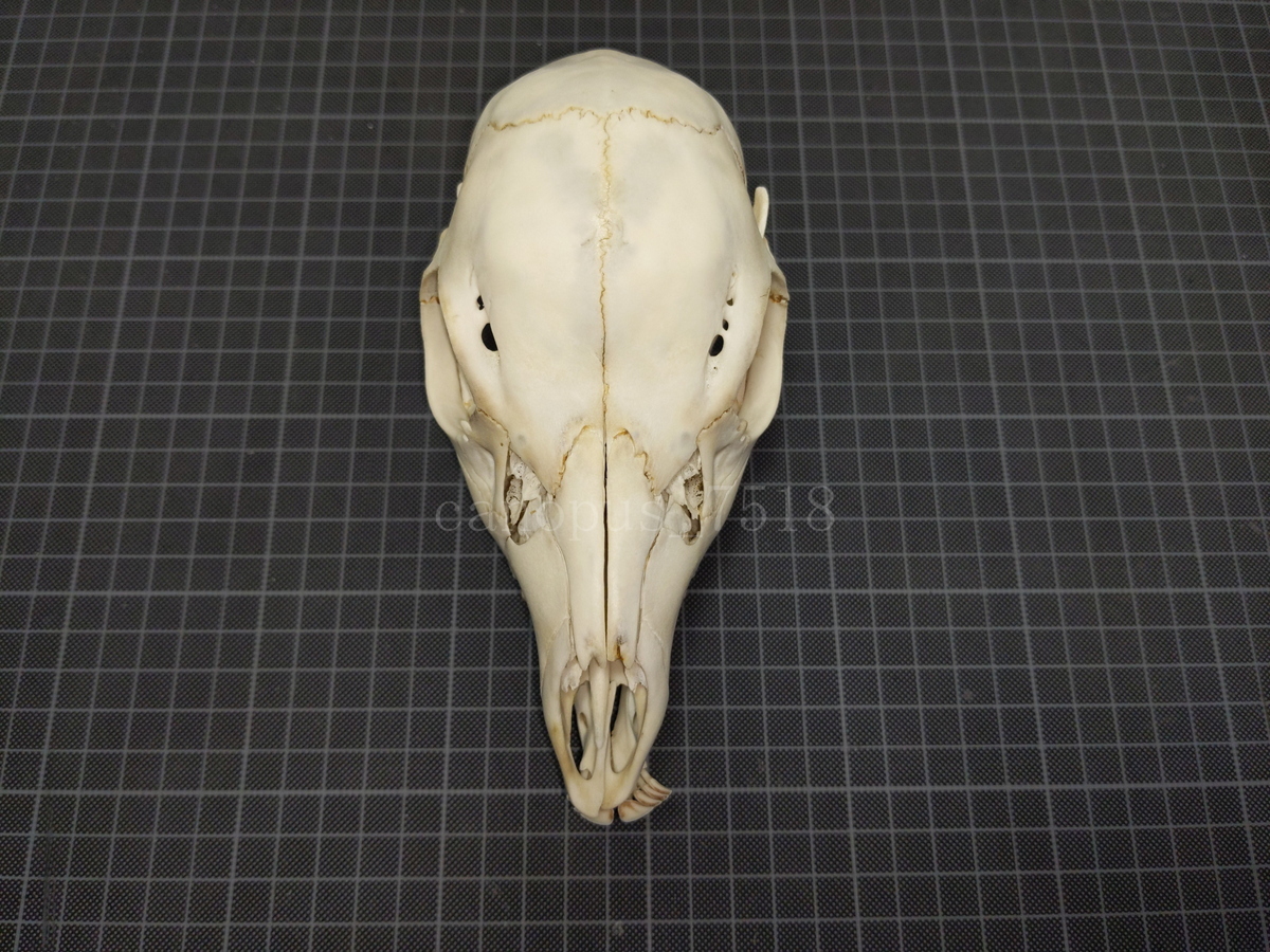 鹿の頭骨鹿の角インテリア