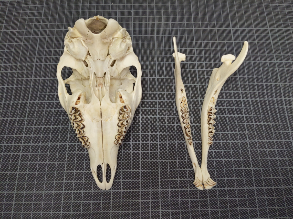 鹿の頭骨 鹿 鹿の角 骨格標本 インテリア A 鹿の角 彫刻置物