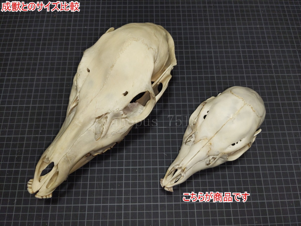 鹿骨格 鹿の骨 頭 鹿 骨格標本 頭 20220810オス シカ インテリア 