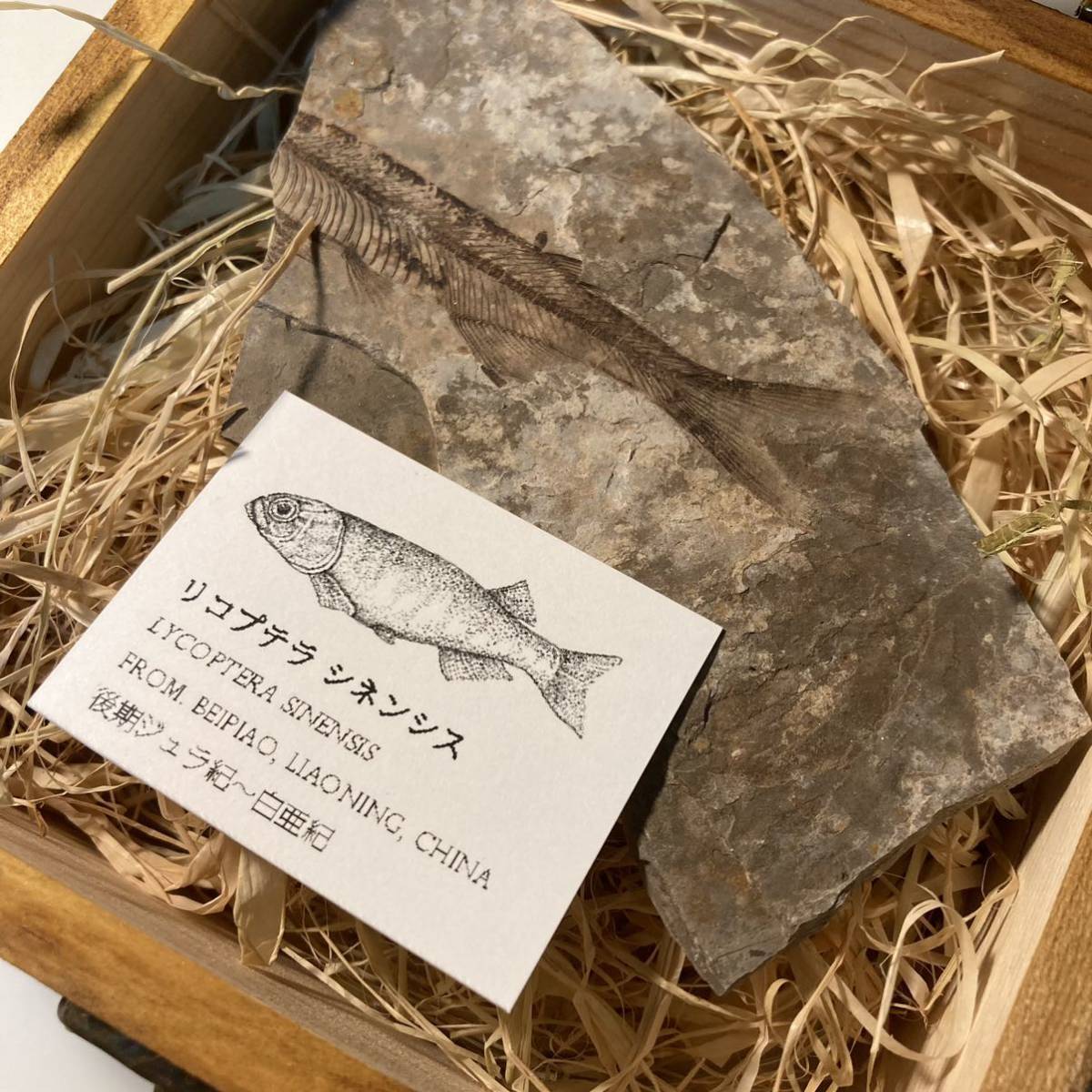 本物】【木箱付き】リコプテラ シネンシス 魚化石(化石)｜売買された