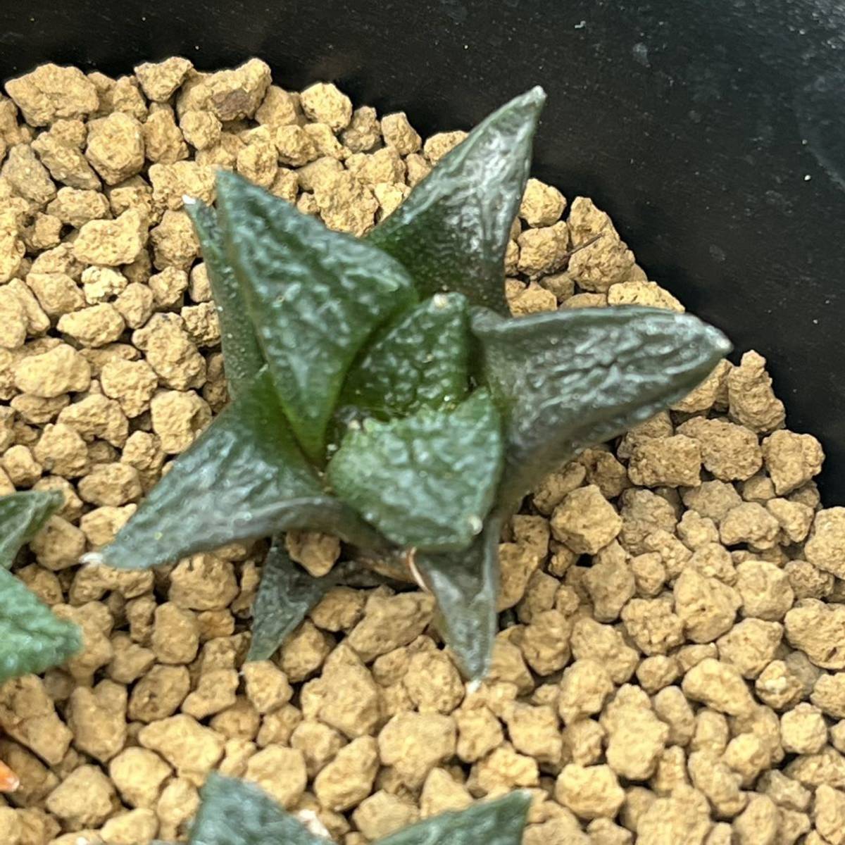 CO☆201 アリオカルプス ゴジラ×亀甲牡丹 実生1鉢☆ サボテン 多肉植物 