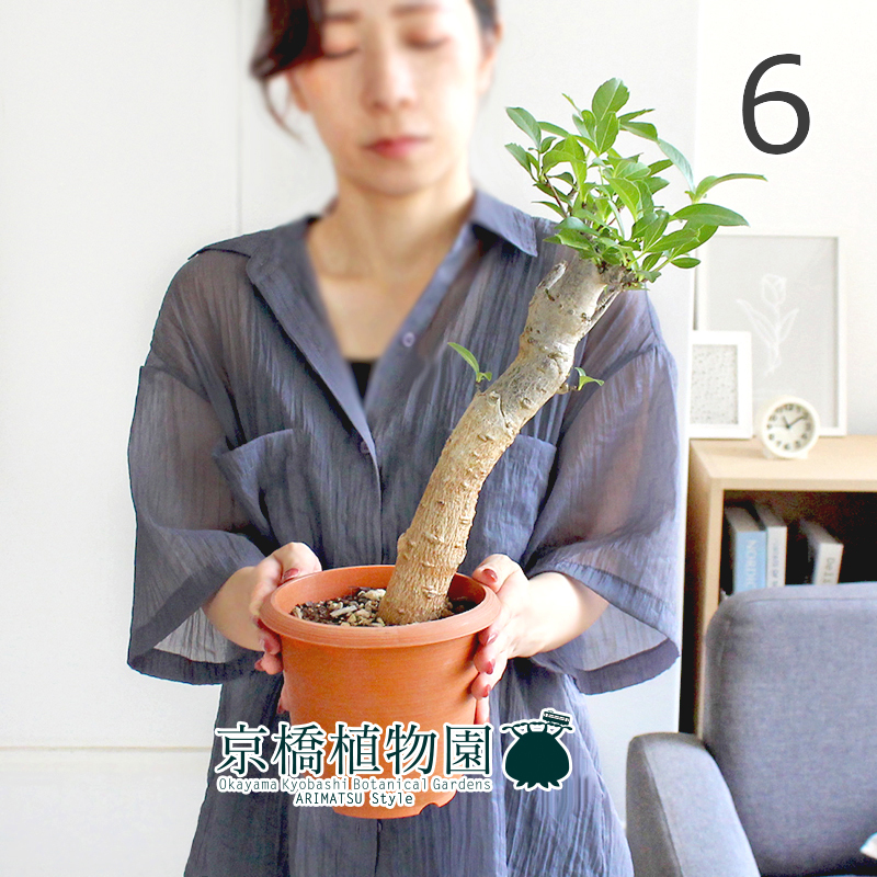 現品】バオバブ・ディギタータ 4.5号（6）Adansonia digitata digitata