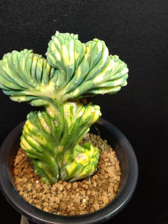 サボテン・多肉植物》綴化 竜神木 錦 接おろし