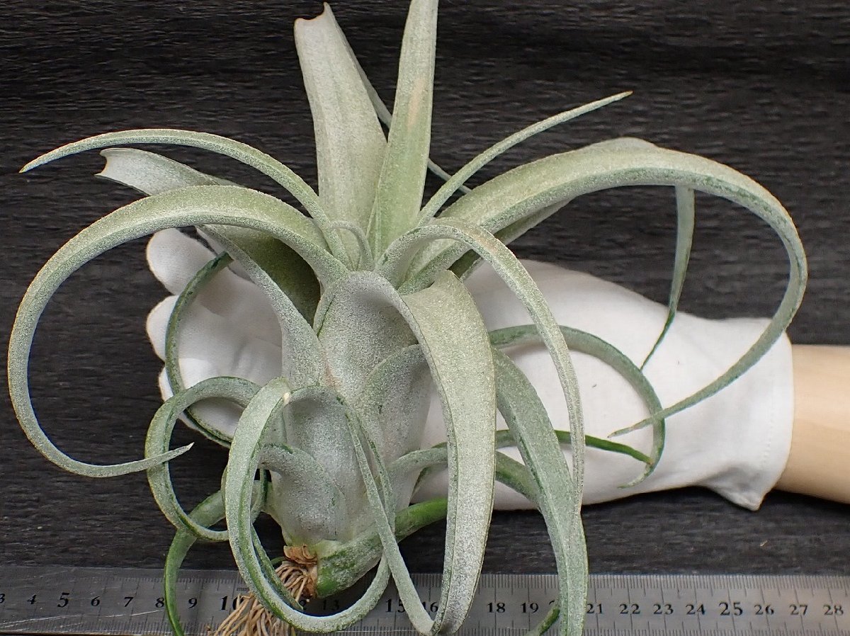 Tillandsia paucifolia 'Snow White' x T.streptophylla パウシ スノーホワイトxストレプトフィ■エアプランツTI★第四種送料無料★税別1円 Tillandsia Snow paucifolia : streptophylla blog