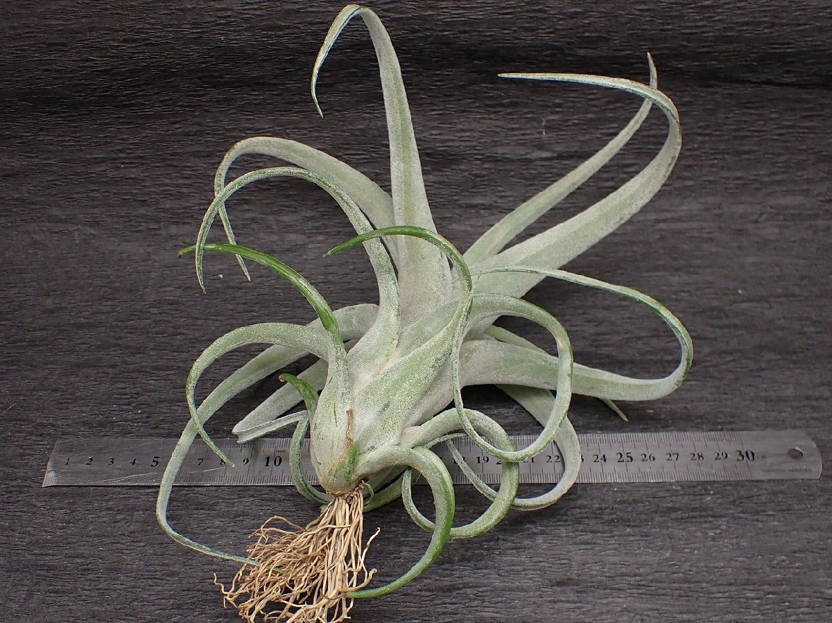 Tillandsia paucifolia 'Snow White' x T.streptophylla パウシ スノーホワイトxストレプトフィ■エアプランツTI★第四種送料無料★税別1円 Tillandsia Snow paucifolia : streptophylla blog