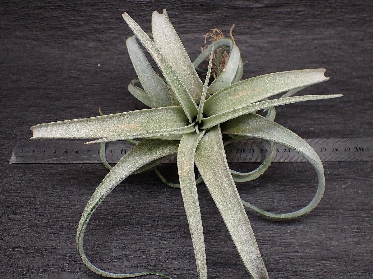 Tillandsia paucifolia 'Snow White' x T.streptophylla パウシ スノーホワイトxストレプトフィ■エアプランツTI★第四種送料無料★税別1円 Tillandsia Snow paucifolia : streptophylla blog