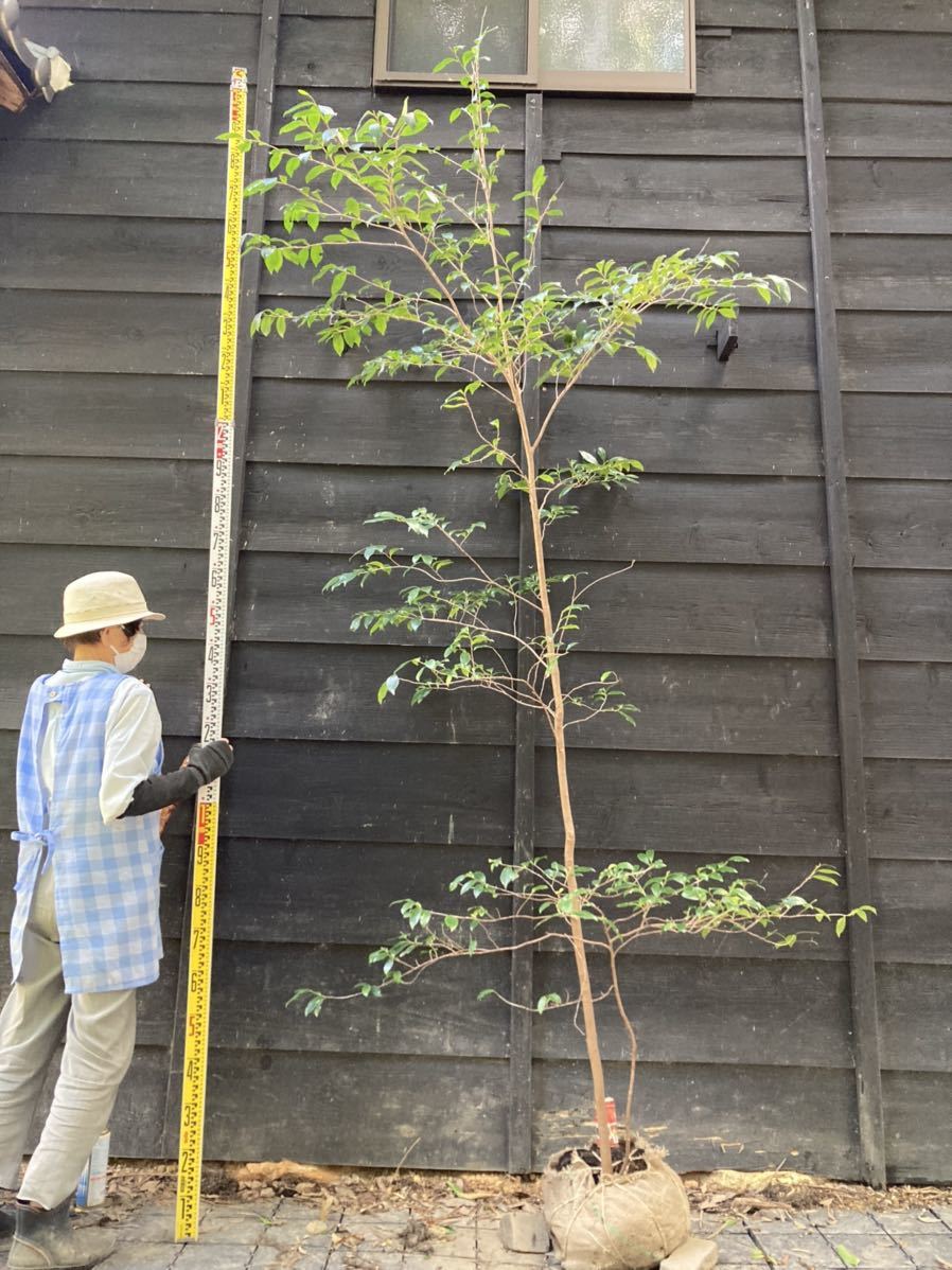 山取 ヒサカキ(植木、庭木)｜売買されたオークション情報、Yahoo