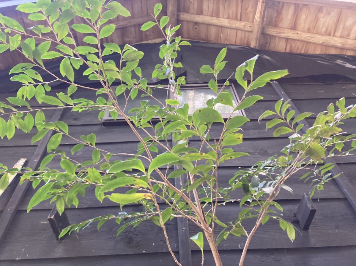 山取 ヒサカキ(植木、庭木)｜売買されたオークション情報、Yahoo