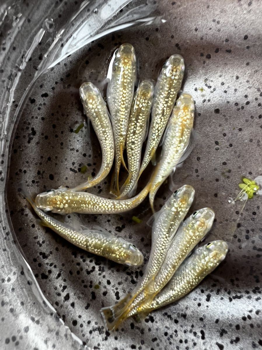 〜悠々めだか〜　シャンパンゴールドラメめだか　5ペア　今年産まれ　現物　メダカ　_1