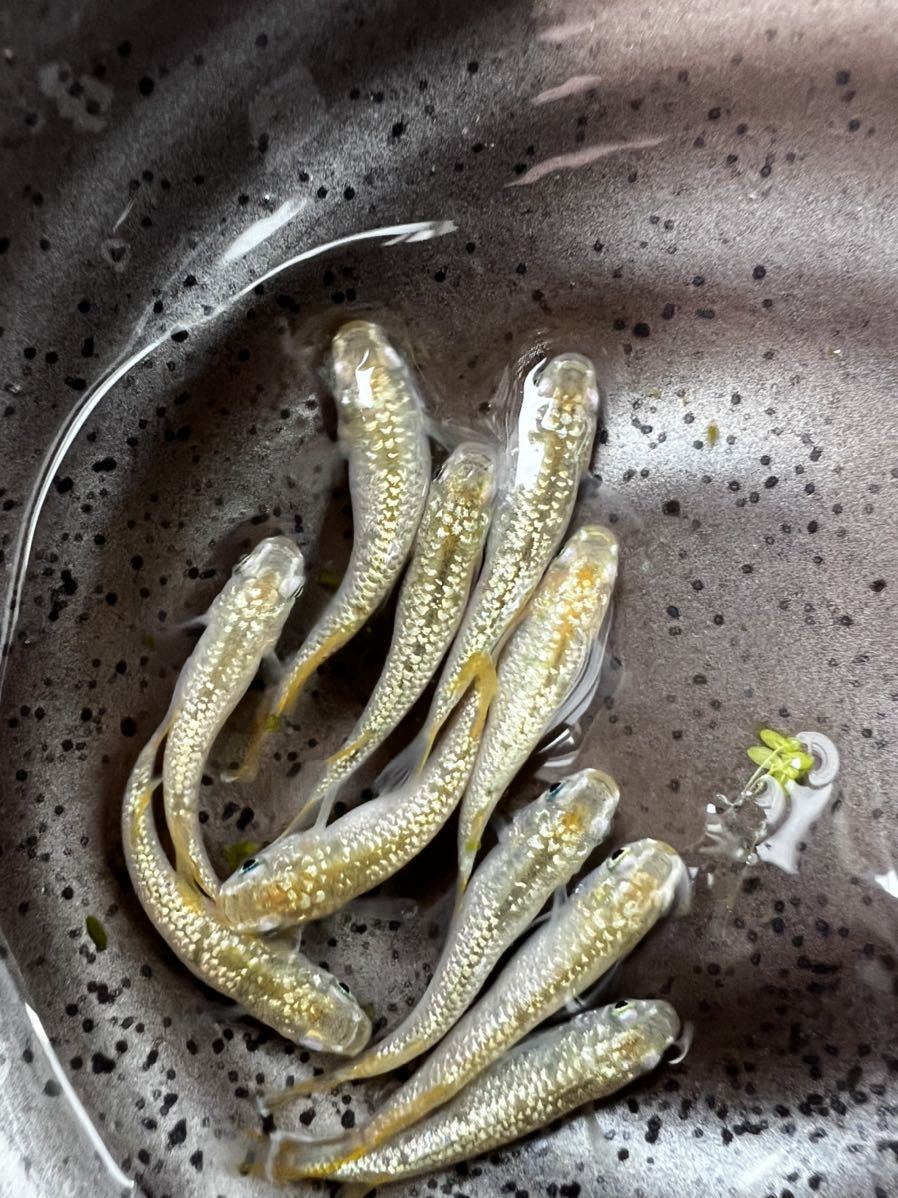 〜悠々めだか〜　シャンパンゴールドラメめだか　5ペア　今年産まれ　現物　メダカ　_2