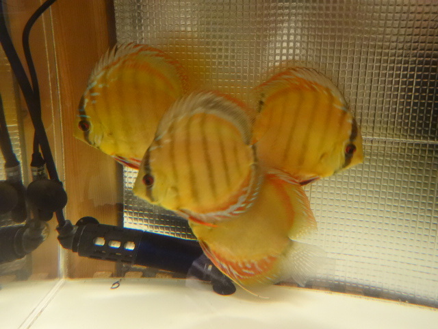 ワイルドクロス ー若魚4匹セットー12 13㎝前後ーA(ディスカス)｜