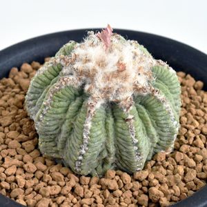 サボテン 花籠群生 実生 Vidacardsa Com Br