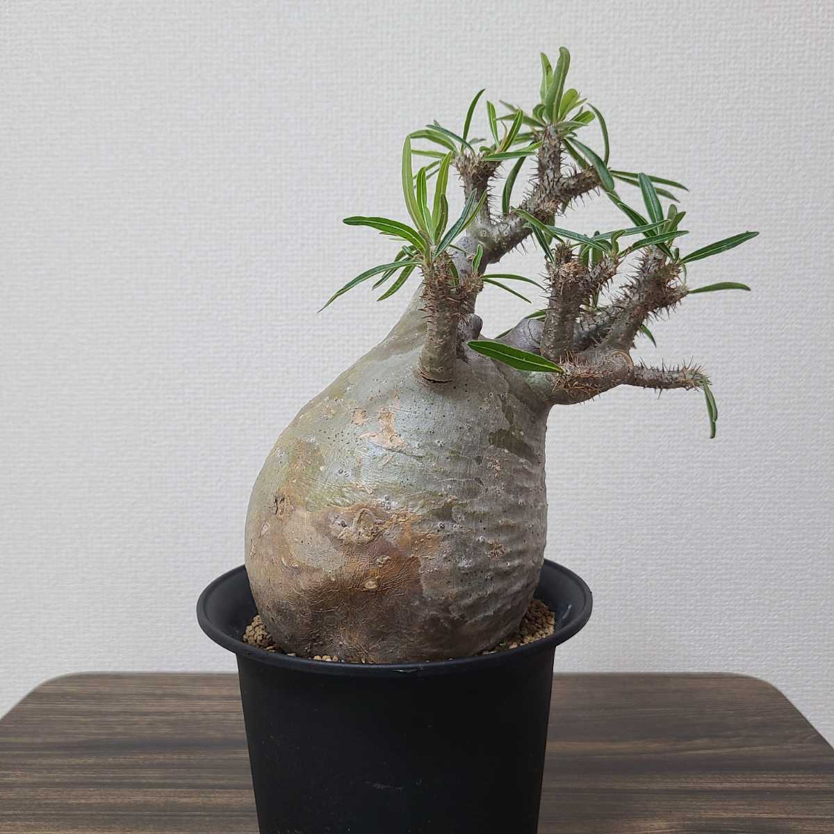 グラキリス パキポディウム 発根済 塊根植物 コーデックス 現地球 良型