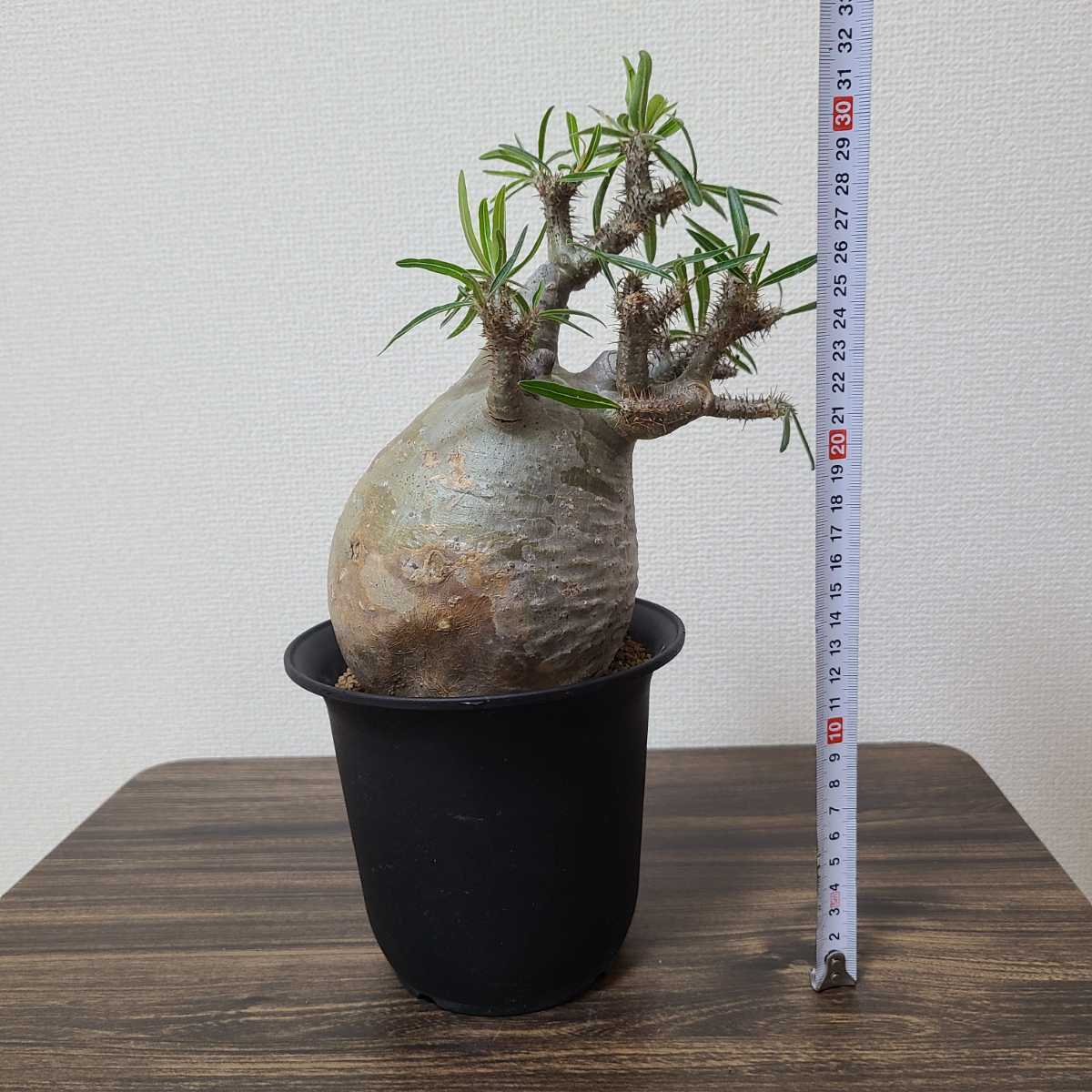 グラキリス パキポディウム 発根済 塊根植物 コーデックス 現地球 良型