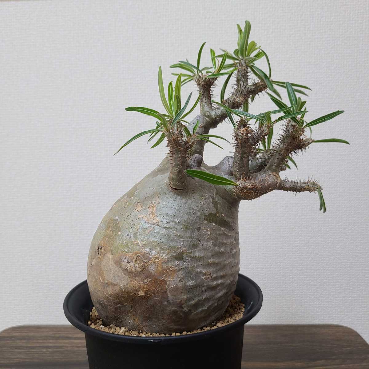 グラキリス パキポディウム 発根済 塊根植物 コーデックス 現地球 良型