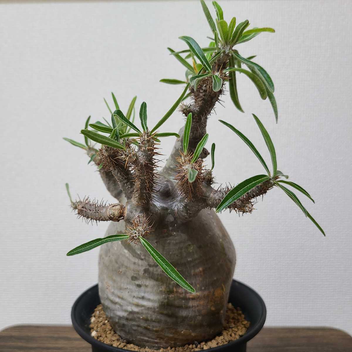 グラキリス パキポディウム 発根済 塊根植物 コーデックス 現地球 良型