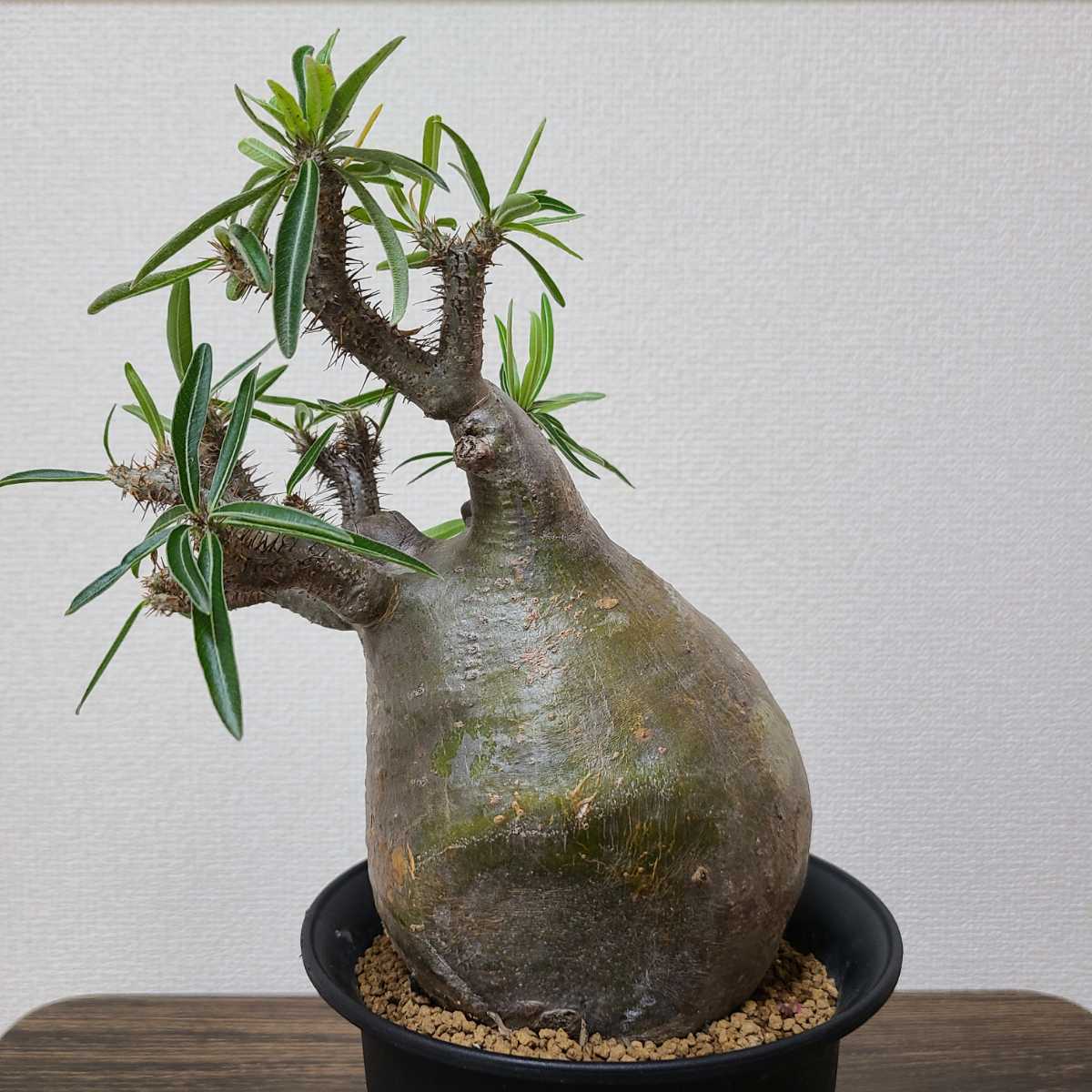 グラキリス パキポディウム 発根済 塊根植物 コーデックス 現地球 良型