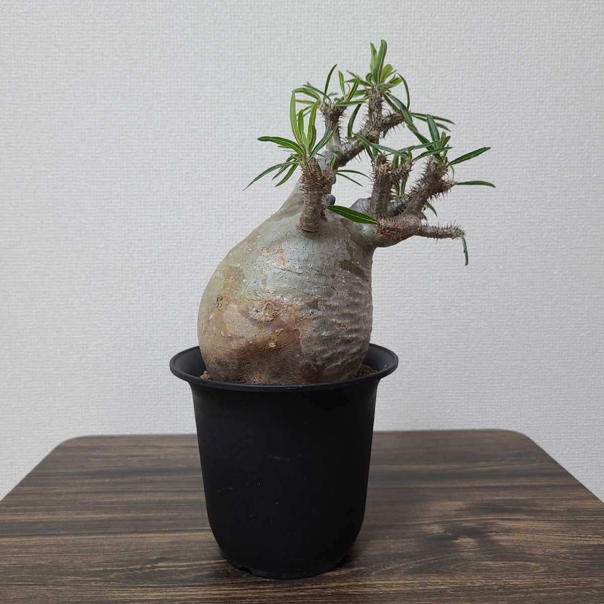 グラキリス パキポディウム 発根済 塊根植物 コーデックス 現地球 良型