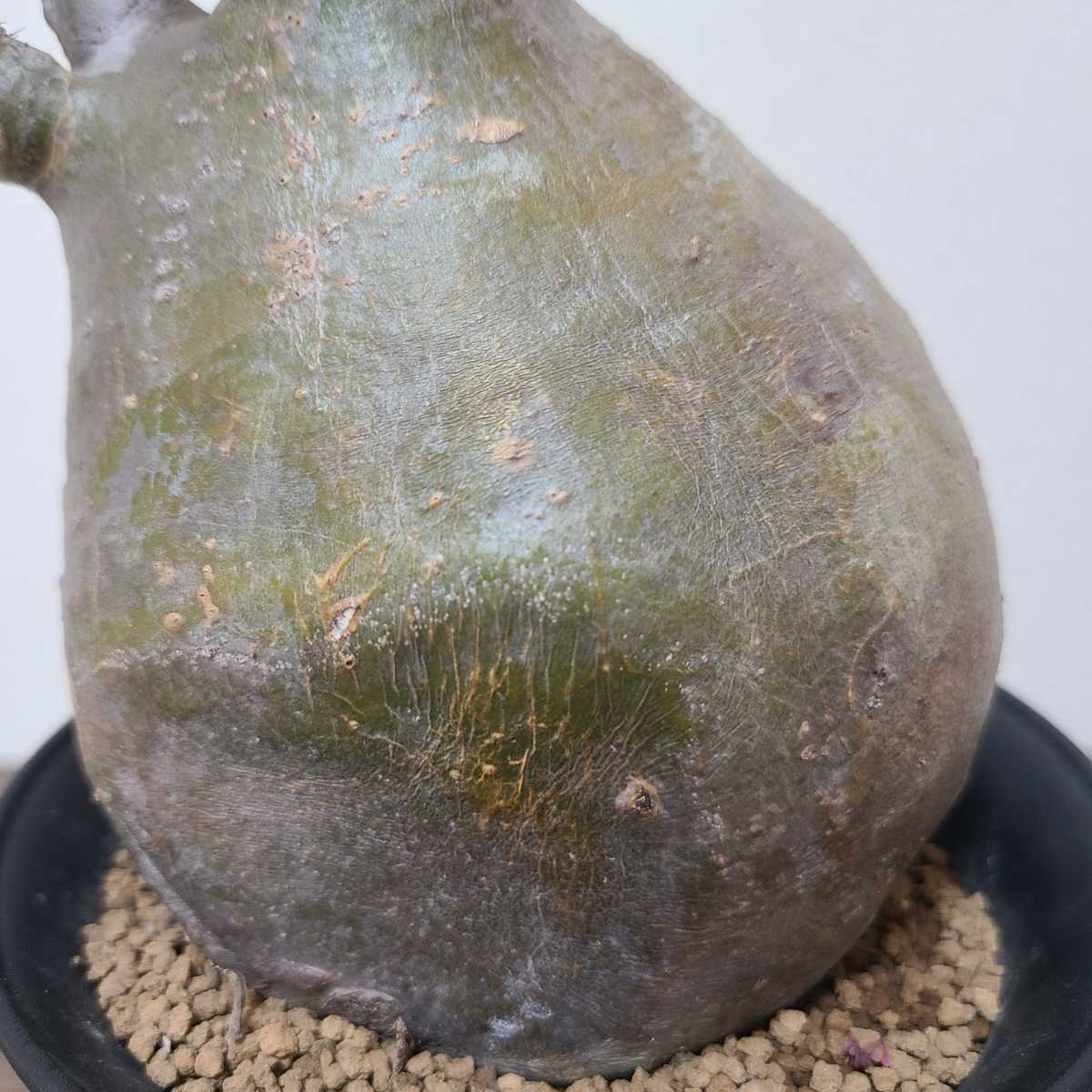 グラキリス パキポディウム 発根済 塊根植物 コーデックス 現地球 良型