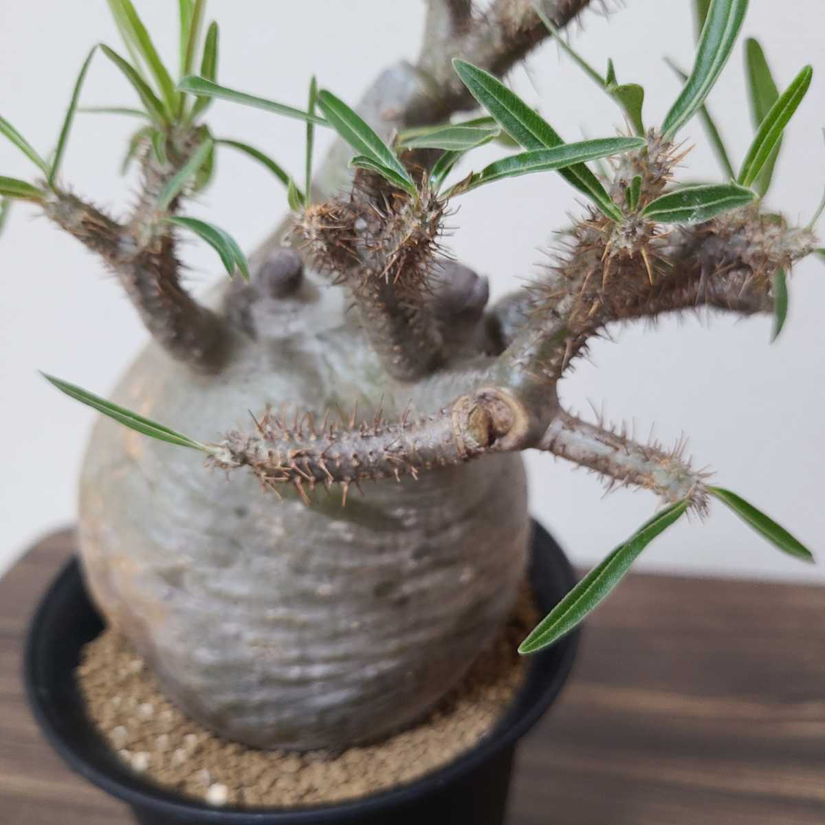 グラキリス パキポディウム 発根済 塊根植物 コーデックス 現地球 良型