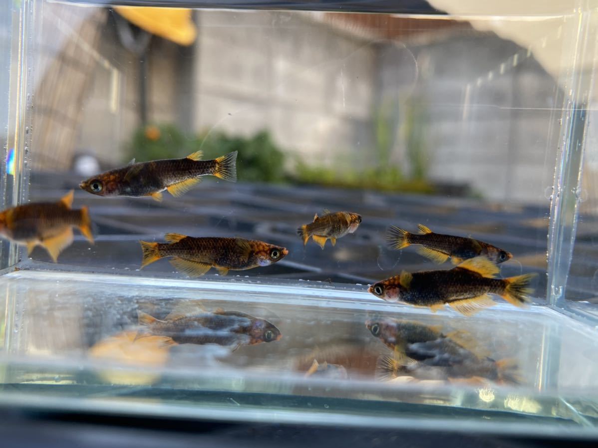 現物【ソーリンめだか】3ペア 五式タイプR 若魚　