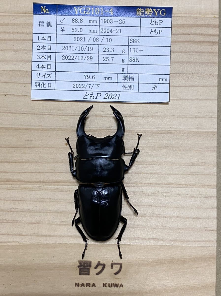 能勢YGオオクワガタ新成虫 3ペア(国産)｜売買されたオークション情報 