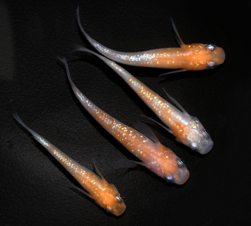 s1030621710.1