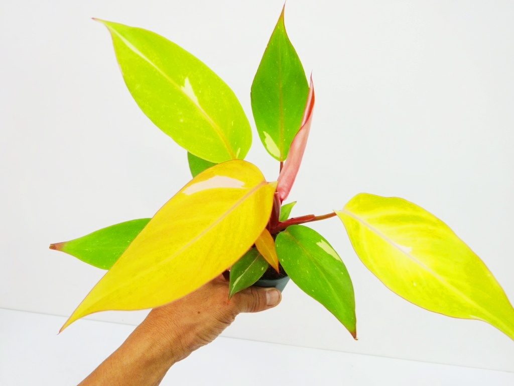 東京503フィロデンドロン　パーシモンプリンセス　特選極美子株付き株　Philodendron Persimmon Princess