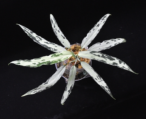 観葉植物 アグラオネマ ピクタム アチェ スマトラ TZ便