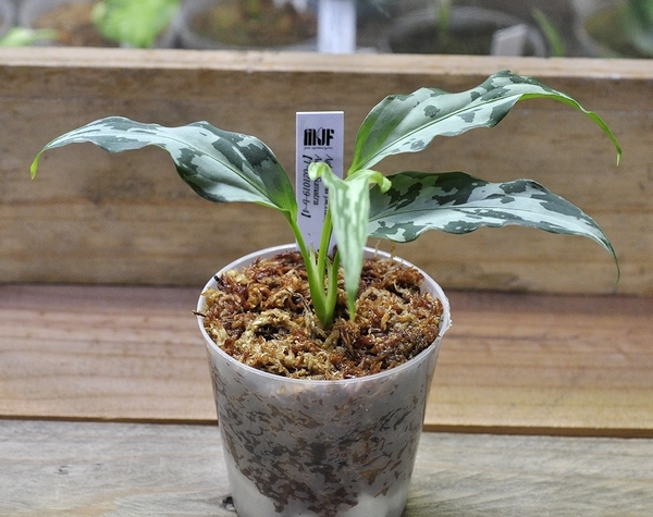 観葉植物 アグラオネマ ピクタム アチェ スマトラ TZ便