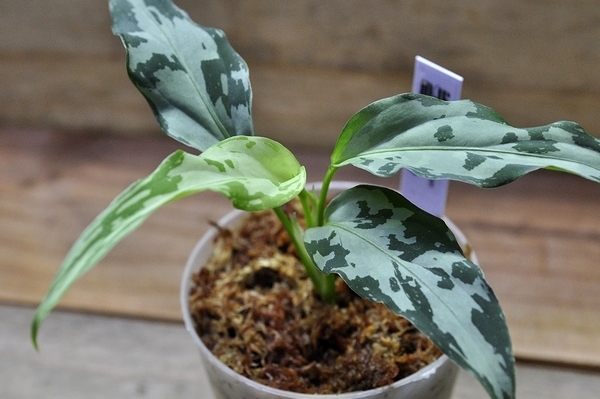 観葉植物 アグラオネマ ピクタム アチェ スマトラ TZ便