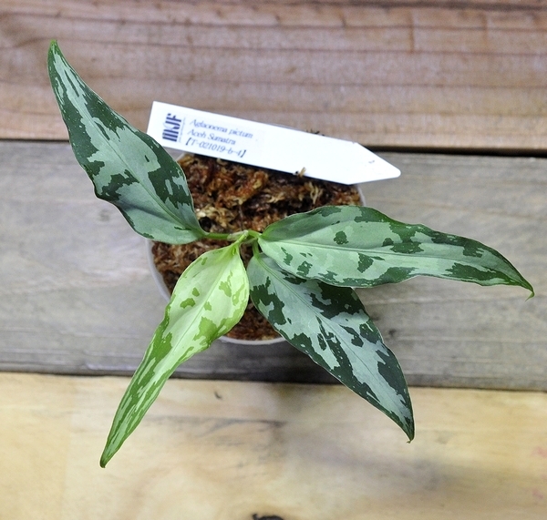観葉植物 アグラオネマ ピクタム アチェ スマトラ TZ便