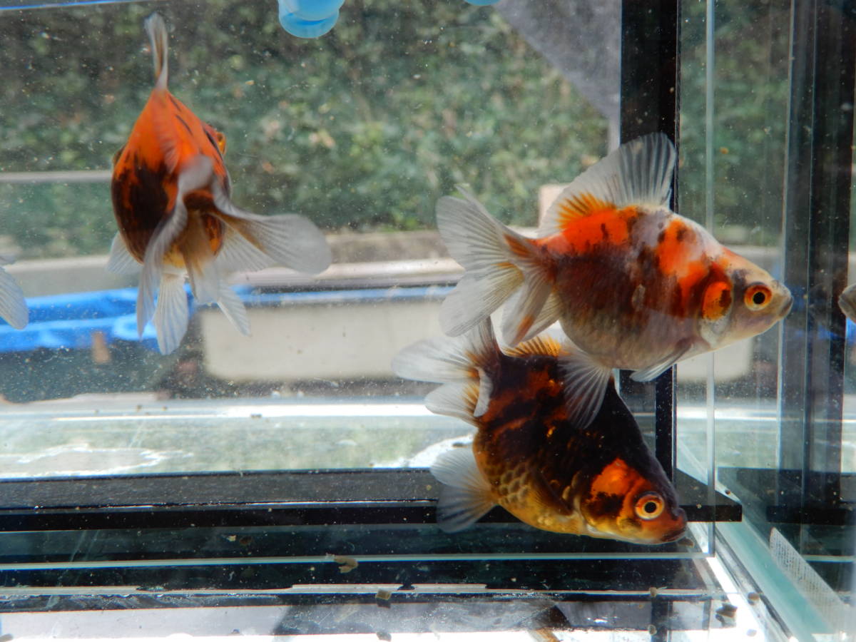 C4【厳選個体】☆墨三色だるま琉金(ショートテール)当歳魚5匹