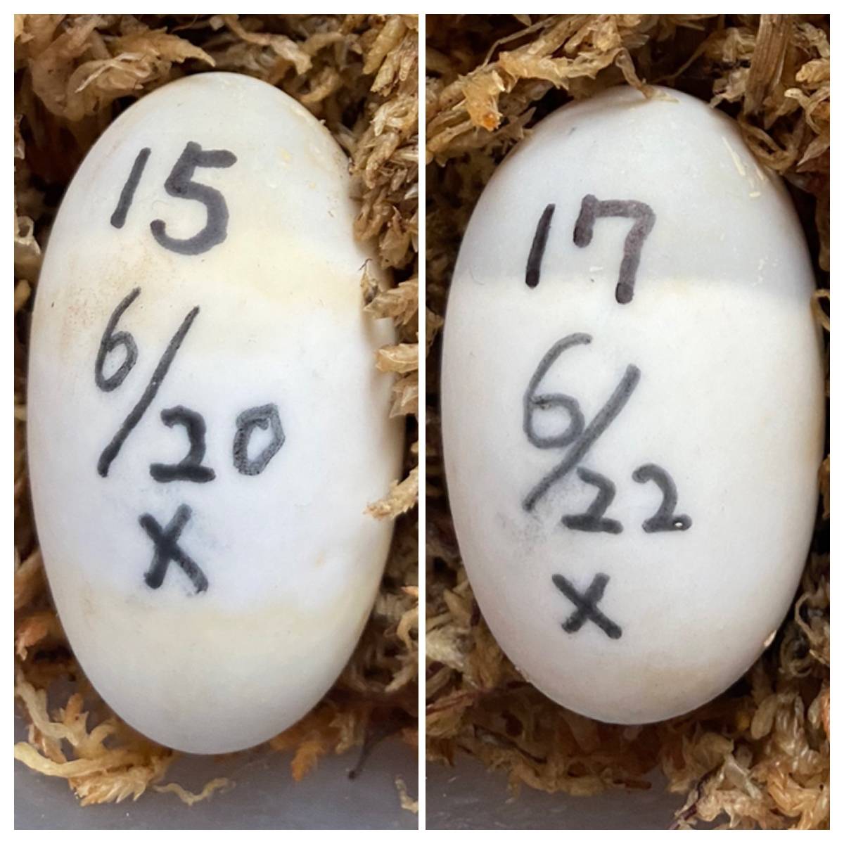 【限定セール，お得】 15 17 チュウゴクセマルハコガメ 有精卵 ２個セット TSDオス ♂ 25℃設定 管理中(魚類、水生生物)｜売買されたオークション情報、yahooの商品情報をアーカイブ公開 - オークファン その他