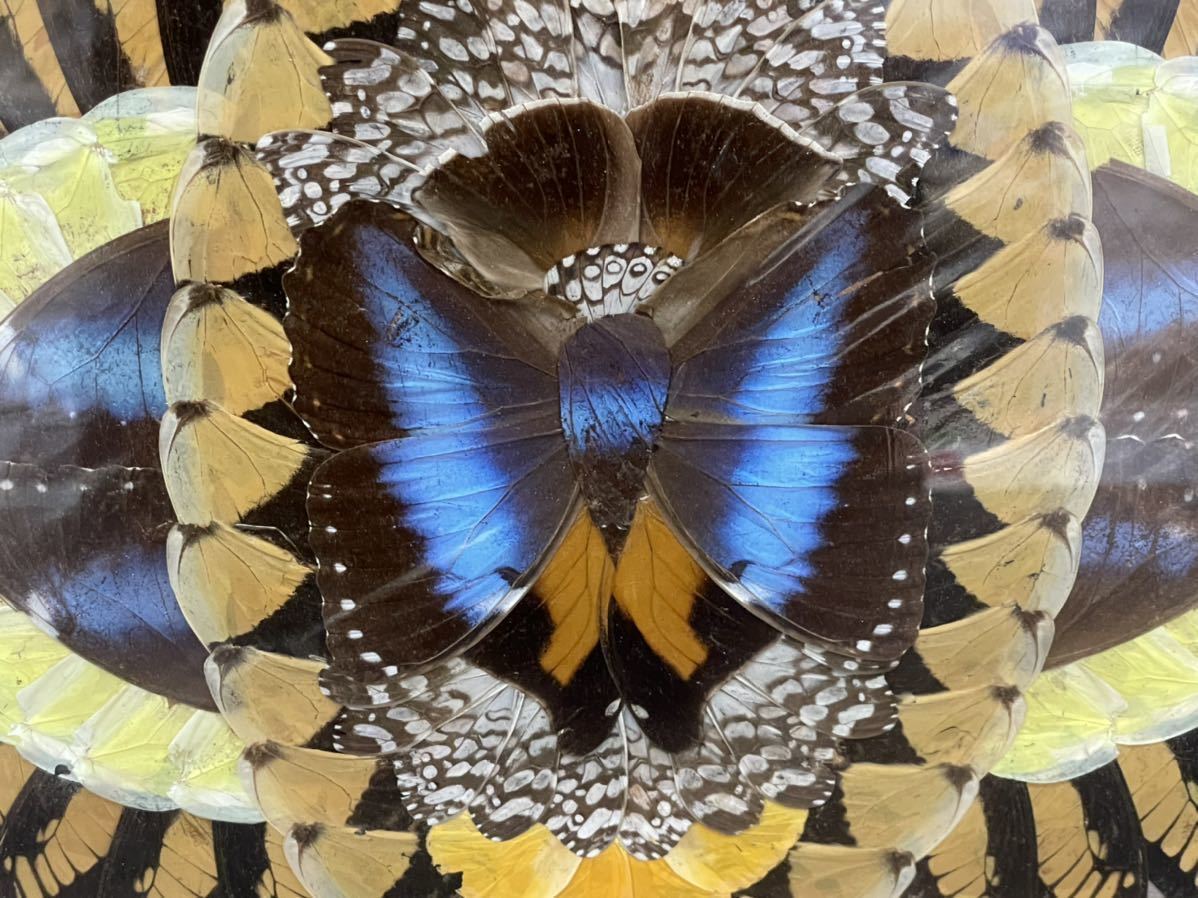 モルフォ蝶 標本 額縁アート 平田悠 木製『蝶標本』モルフォチョウ類