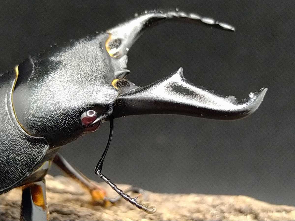 ♂♀ペア レッドアイ・赤眼・赤目アマミヒラタクワガタ ① SALE超 
