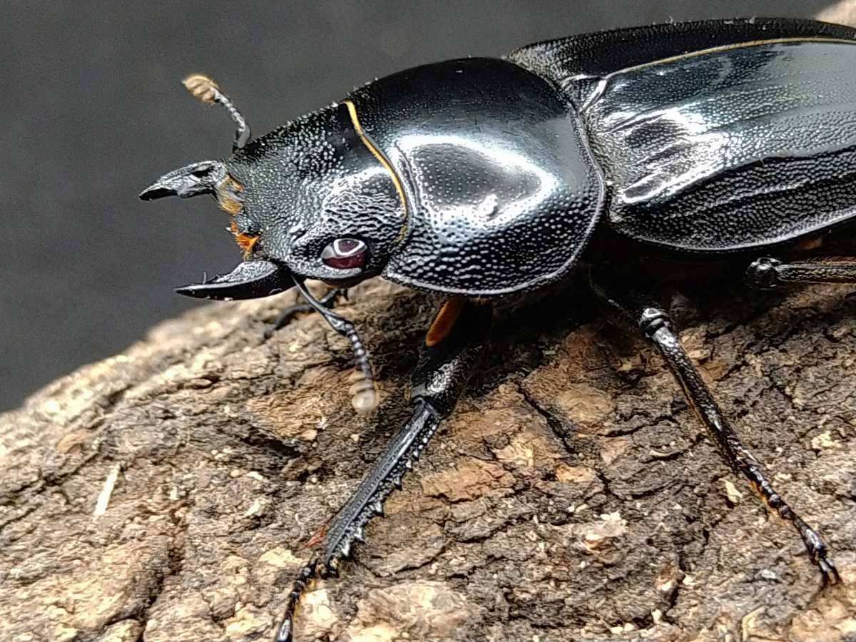 ♂♀ペア レッドアイ・赤眼・赤目アマミヒラタクワガタ ① SALE超 