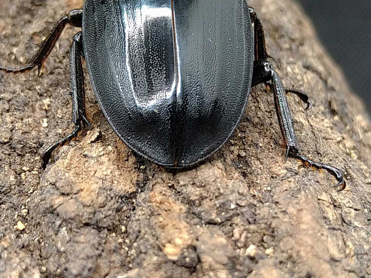 ♂♀ペア レッドアイ・赤眼・赤目アマミヒラタクワガタ ① SALE超 