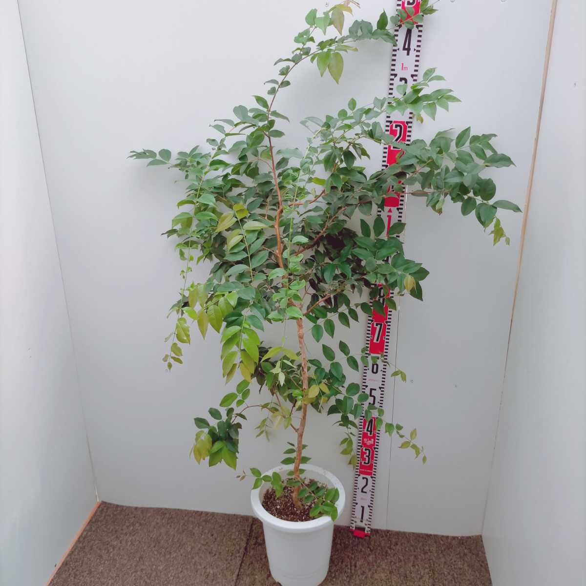  ジャボチカバ 8号 大型大株 品種レア ぶどう 果樹 果物 苗木 庭木植木観葉植物(観葉植物)｜売買されたオークション情報、yahooの商品情報をアーカイブ公開 - オークファン その他