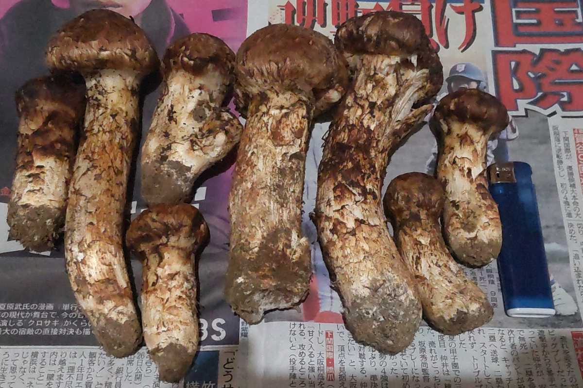 天然きのこ 松茸 国産 マツタケ まつたけ 大自然の凛さん採取その140 秋の